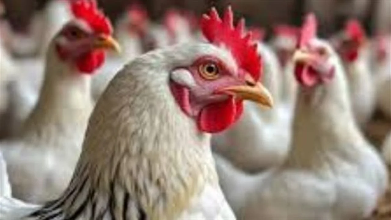 تغيرات أسعار الدواجن.. تحديث شامل لقيمة البانيه والأوراك والكبد اليوم